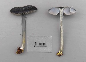  (Entoloma cruentatum - O-F-251951)  @11 [ ] CreativeCommons - Attribution Non-Commercial Share-Alike (2016) Unspecified University of Oslo, Natural History Museum