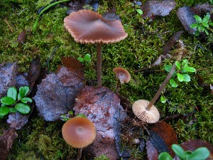  (Entoloma pallescens - O-F-252033)  @11 [ ] CreativeCommons - Attribution Non-Commercial Share-Alike (2016) Unspecified University of Oslo, Natural History Museum