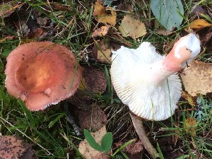  (Russula amoenoides - O-F-258394)  @11 [ ] by-nc-sa (2021) Unspecified University of Oslo, Natural History Museum