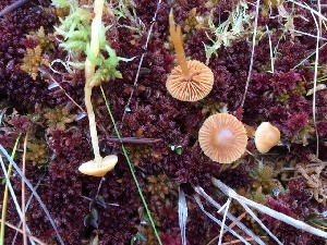  ( - O-F-258396)  @11 [ ] by-nc-sa (2021) Unspecified University of Oslo, Natural History Museum