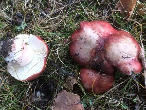  (Russula gracilis - O-F-258402)  @11 [ ] by-nc-sa (2021) Unspecified University of Oslo, Natural History Museum