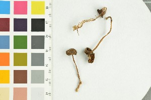  ( - O-F-258829)  @11 [ ] by-nc-sa (2021) Unspecified University of Oslo, Natural History Museum