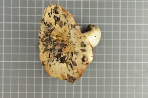  (Lactarius sp - O-F-258865)  @11 [ ] by-nc-sa (2021) Unspecified University of Oslo, Natural History Museum