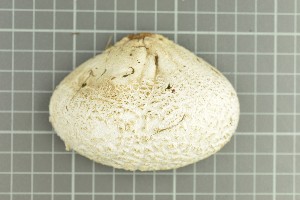  (Lycoperdon utriforme - O-F-258866)  @11 [ ] by-nc-sa (2021) Unspecified University of Oslo, Natural History Museum