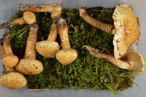  (Pholiota lundbergii - O-F-258867)  @11 [ ] by-nc-sa (2021) Unspecified University of Oslo, Natural History Museum