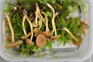  (Inocybe carissima - O-F-258869)  @11 [ ] by-nc-sa (2021) Unspecified University of Oslo, Natural History Museum