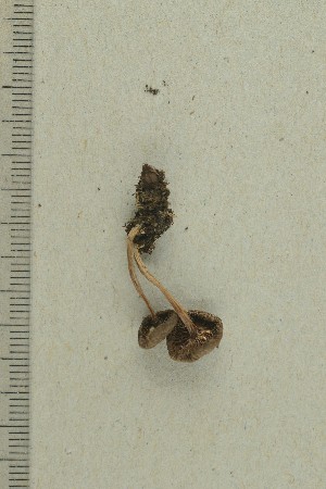  ( - O-F-258891)  @11 [ ] by-nc-sa (2021) Unspecified University of Oslo, Natural History Museum
