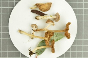  ( - O-F-258916)  @11 [ ] by-nc-sa (2021) Unspecified University of Oslo, Natural History Museum
