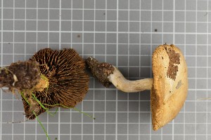  ( - O-F-258931)  @11 [ ] by-nc-sa (2021) Unspecified University of Oslo, Natural History Museum