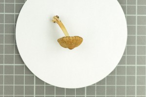  ( - O-F-258933)  @11 [ ] by-nc-sa (2021) Unspecified University of Oslo, Natural History Museum