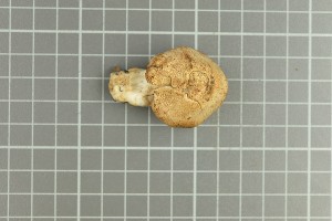  ( - O-F-258947)  @11 [ ] by-nc-sa (2021) Unspecified University of Oslo, Natural History Museum