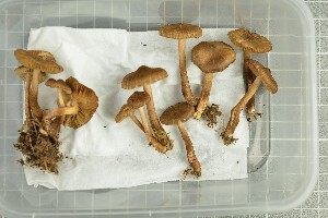  ( - O-F-258964)  @11 [ ] by-nc-sa (2021) Unspecified University of Oslo, Natural History Museum