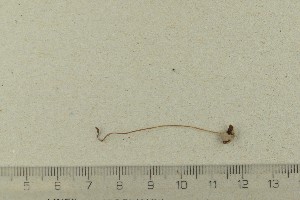  (Conocybe rostellata_BD2 - O-F-258970)  @11 [ ] by-nc-sa (2021) Unspecified University of Oslo, Natural History Museum