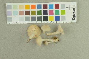  ( - O-F-259079)  @11 [ ] Unspecified (default): All Rights Reserved (2022) Unspecified University of Oslo, Natural History Museum