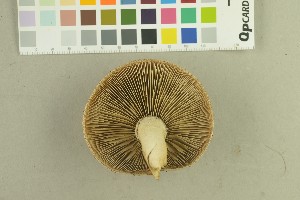  (Hemipholiota - O-F-259137)  @11 [ ] Unspecified (default): All Rights Reserved (2022) Unspecified University of Oslo, Natural History Museum