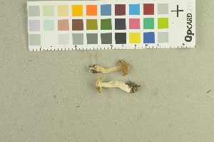  (Inocybe obtusiuscula - O-F-259150)  @11 [ ] by-nc-sa (2022) Unspecified University of Oslo, Natural History Museum