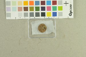  (Inocybe nitidiuscula_3TEB - O-F-259156)  @11 [ ] by-nc-sa (2022) Unspecified University of Oslo, Natural History Museum