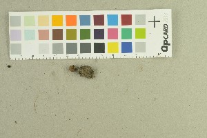  ( - O-F-259162)  @11 [ ] by-nc-sa (2022) Unspecified University of Oslo, Natural History Museum