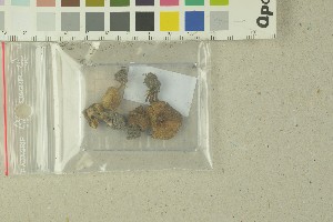  ( - O-F-259170)  @11 [ ] by-nc-sa (2022) Unspecified University of Oslo, Natural History Museum