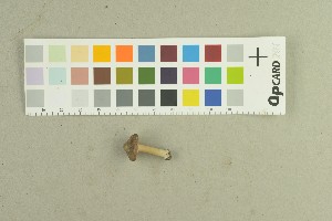  ( - O-F-259176)  @11 [ ] by-nc-sa (2022) Unspecified University of Oslo, Natural History Museum
