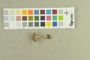  ( - O-F-259177)  @11 [ ] by-nc-sa (2022) Unspecified University of Oslo, Natural History Museum