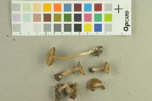  ( - O-F-259186)  @11 [ ] by-nc-sa (2022) Unspecified University of Oslo, Natural History Museum