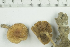  (Inocybe langei - O-F-259197)  @11 [ ] by-nc-sa (2022) Unspecified University of Oslo, Natural History Museum