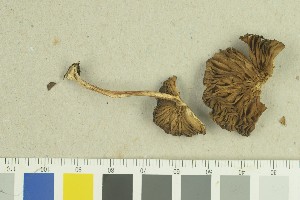  ( - O-F-259199)  @11 [ ] by-nc-sa (2022) Unspecified University of Oslo, Natural History Museum