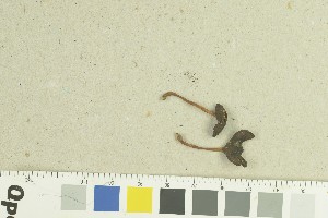  ( - O-F-259203)  @11 [ ] by-nc-sa (2022) Unspecified University of Oslo, Natural History Museum
