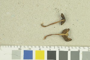  ( - O-F-259203)  @11 [ ] by-nc-sa (2022) Unspecified University of Oslo, Natural History Museum