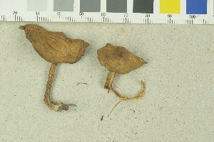  ( - O-F-259205)  @11 [ ] by-nc-sa (2022) Unspecified University of Oslo, Natural History Museum