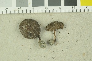  ( - O-F-259209)  @11 [ ] by-nc-sa (2022) Unspecified University of Oslo, Natural History Museum