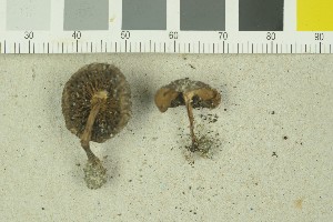  ( - O-F-259209)  @11 [ ] by-nc-sa (2022) Unspecified University of Oslo, Natural History Museum