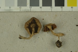  (Cortinarius ferrugineifolius - O-F-259225)  @11 [ ] Unspecified (default): All Rights Reserved (2022) Unspecified University of Oslo, Natural History Museum