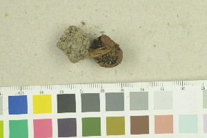  ( - O-F-259252)  @11 [ ] by-nc-sa (2022) Unspecified University of Oslo, Natural History Museum