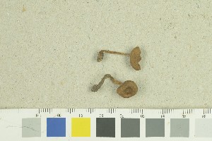  (Inocybe curvipes_2TEB - O-F-259255)  @11 [ ] by-nc-sa (2022) Unspecified University of Oslo, Natural History Museum
