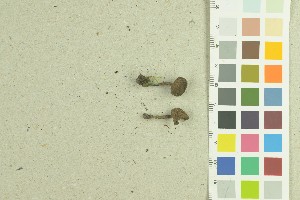  ( - O-F-259257)  @11 [ ] by-nc-sa (2022) Unspecified University of Oslo, Natural History Museum