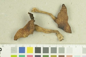  ( - O-F-259267)  @11 [ ] by-nc-sa (2022) Unspecified University of Oslo, Natural History Museum