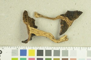  ( - O-F-259267)  @11 [ ] by-nc-sa (2022) Unspecified University of Oslo, Natural History Museum
