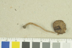  ( - O-F-259270)  @11 [ ] by-nc-sa (2022) Unspecified University of Oslo, Natural History Museum