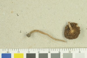  ( - O-F-259270)  @11 [ ] by-nc-sa (2022) Unspecified University of Oslo, Natural History Museum