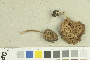  (Entoloma conferendum - O-F-259273)  @11 [ ] by-nc-sa (2022) Unspecified University of Oslo, Natural History Museum