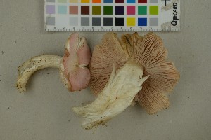  (Entoloma bloxamii - O-F-259292)  @11 [ ] by-nc-sa (2023) Unspecified University of Oslo, Natural History Museum