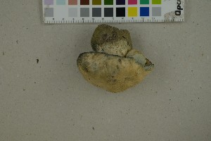  (Gyroporus cyanescens - O-F-259298)  @11 [ ] by-nc-sa (2023) Unspecified University of Oslo, Natural History Museum