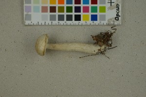  (Leccinum holopus - O-F-259299)  @11 [ ] by-nc-sa (2023) Unspecified University of Oslo, Natural History Museum