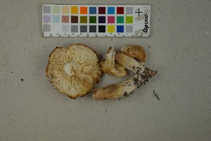  (Tricholoma saponaceum - O-F-259311)  @11 [ ] by-nc-sa (2023) Unspecified University of Oslo, Natural History Museum