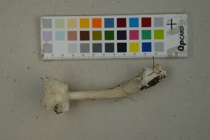  ( - O-F-259331)  @11 [ ] by-nc-sa (2023) Unspecified University of Oslo, Natural History Museum