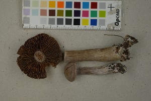  (Cortinarius hillieri - O-F-259343)  @11 [ ] by-nc-sa (2023) Unspecified University of Oslo, Natural History Museum