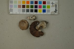 (Agaricus lanipes - O-F-259345)  @11 [ ] by-nc-sa (2023) Unspecified University of Oslo, Natural History Museum