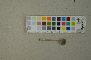  ( - O-F-259352)  @11 [ ] by-nc-sa (2023) Unspecified University of Oslo, Natural History Museum